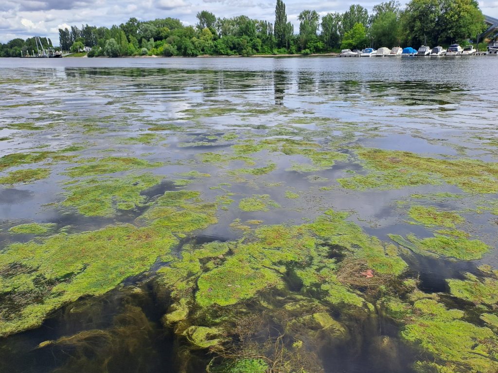 Wasserpflanzensituation im Schiersteiner Hafen im Juni 2026