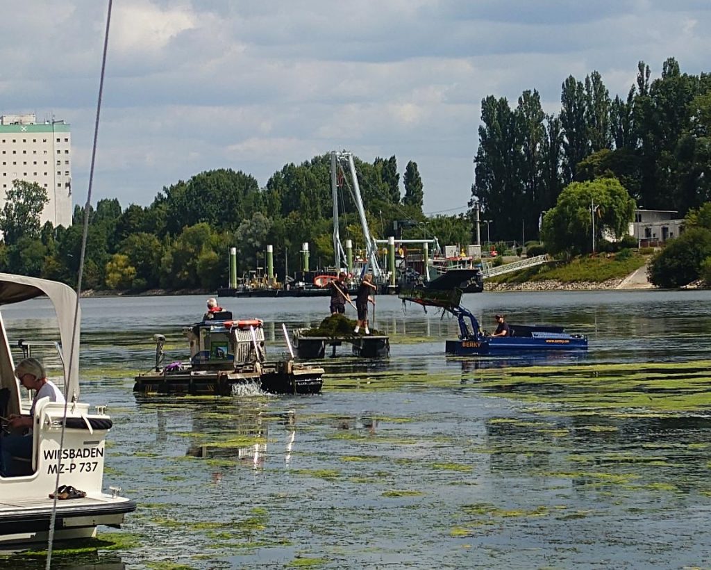 Mähboote im Einsatz zur Bekämpfung der Wasserpest im Schiersteiner Hafen
